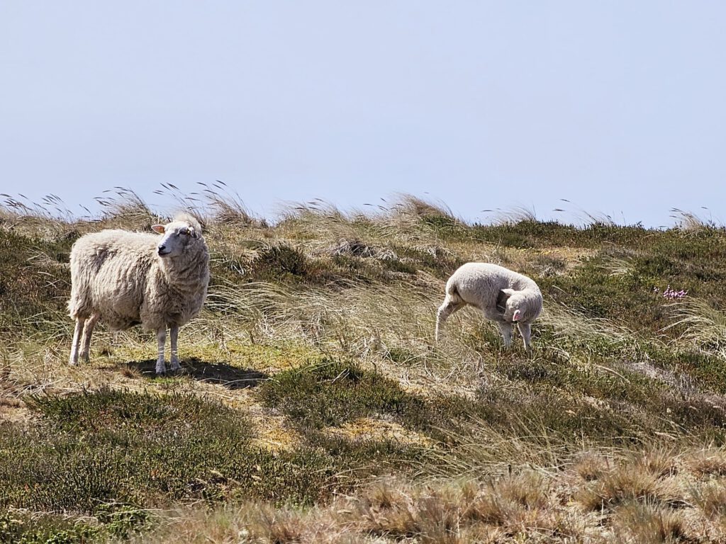 urlaub-in-wremen-nordsee-schafe